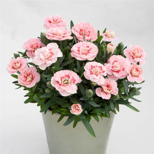 Oscar® Pink Dianthus - Container
