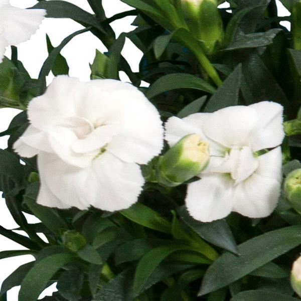 Oscar® White Dianthus - Bloom
