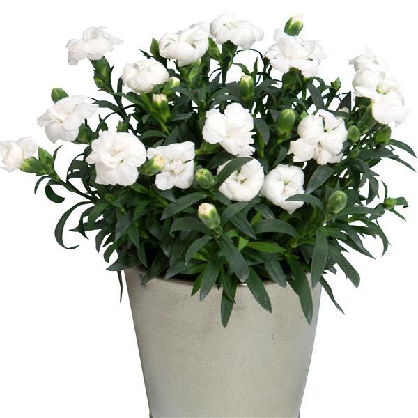 Oscar® White Dianthus - Container