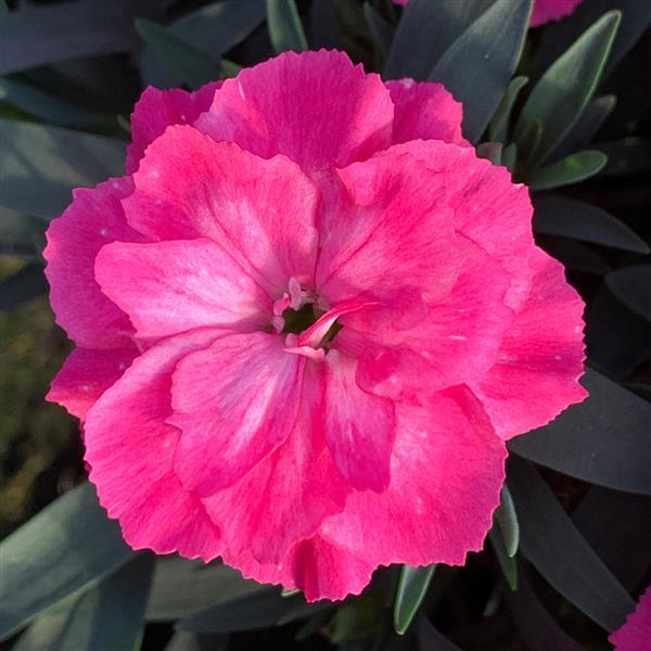 Oscar® Neon Pink Dianthus - Bloom