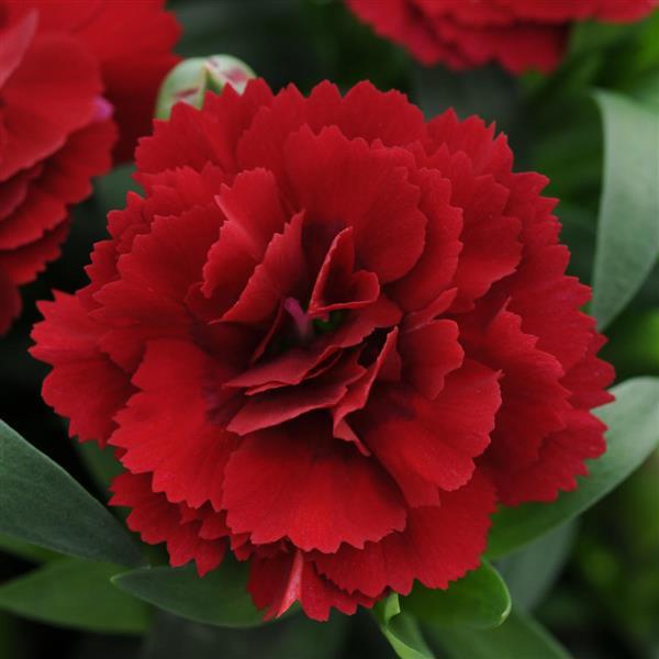 Oscar® Dark Red Dianthus - Bloom