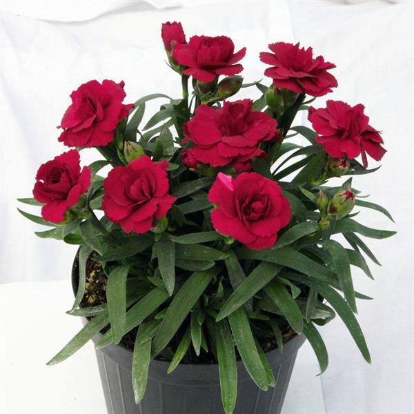 Oscar® Dark Red Dianthus - Container