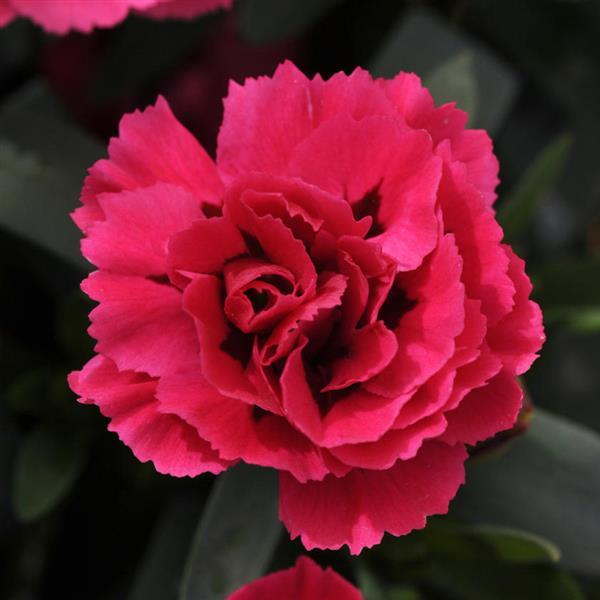 Oscar® Cherry+Velvet Dianthus - Bloom