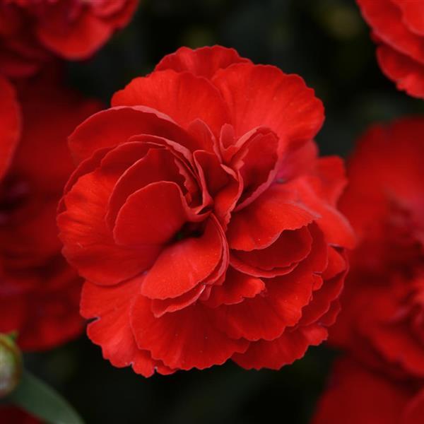 SuperTrouper™ Scarlet Dianthus - Bloom