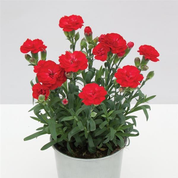 SuperTrouper™ Scarlet Dianthus - Container