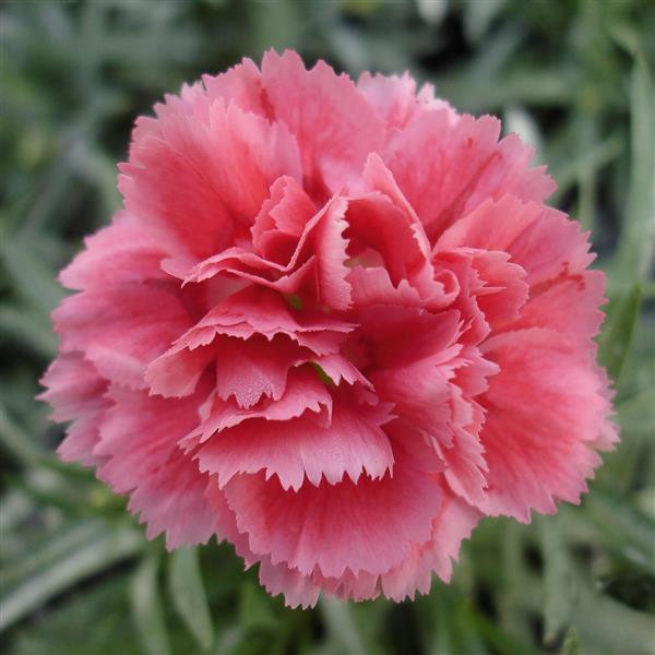 SuperTrouper™ Silver Pink Dianthus - Bloom