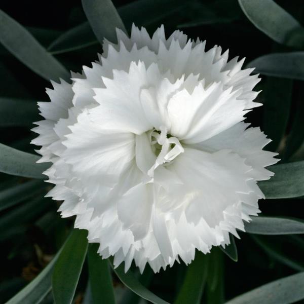 SuperTrouper™ White Dianthus - Bloom