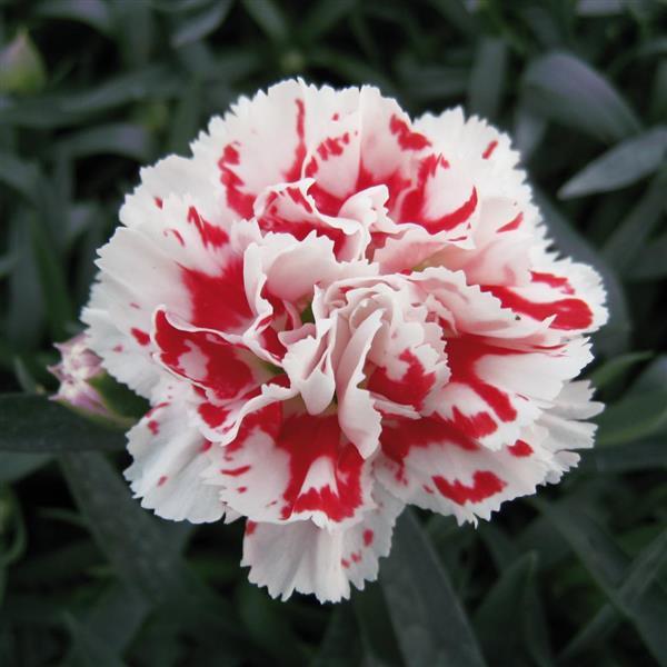 SuperTrouper™ Red+White Dianthus - Bloom