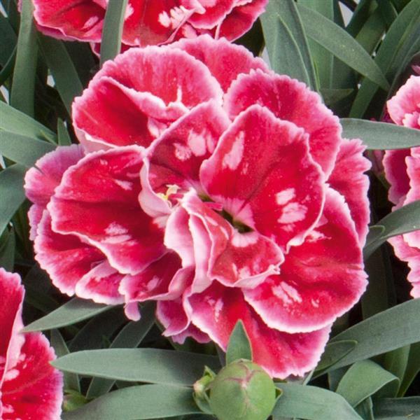 SuperTrouper™ Red+Pink Dianthus - Bloom