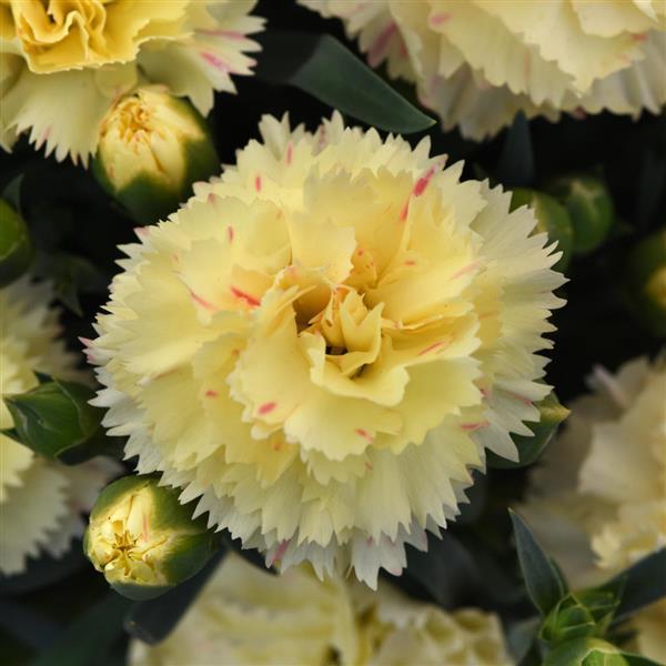 SuperTrouper™ Yellow 25 Dianthus - Bloom
