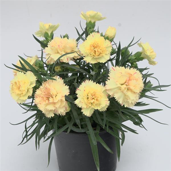SuperTrouper™ Yellow 25 Dianthus - Container