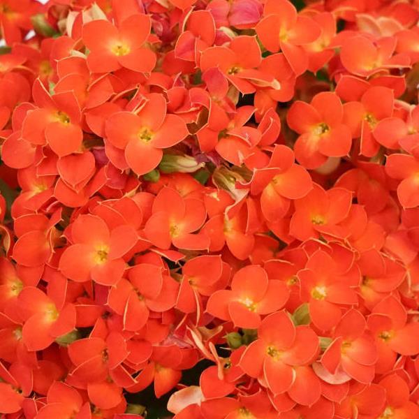 Mandala® Orange Kalanchoe - Bloom