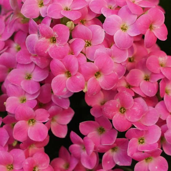 Mandala® Pink Kalanchoe - Bloom