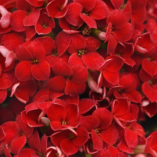 Mandala® Red Kalanchoe - Bloom