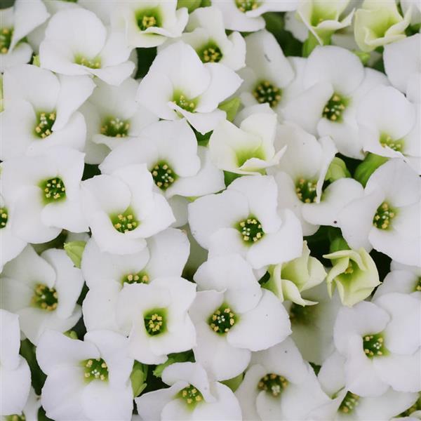 Mandala® White Kalanchoe - Bloom