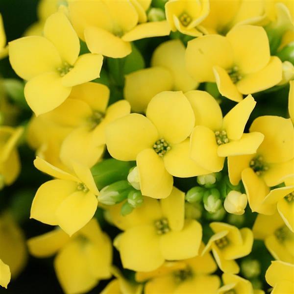 Mandala® Yellow Kalanchoe - Bloom