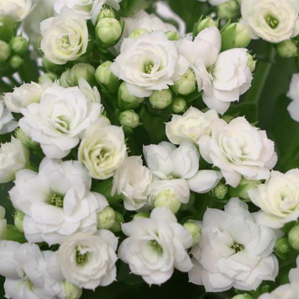 Mandala® Double White Kalanchoe - Bloom