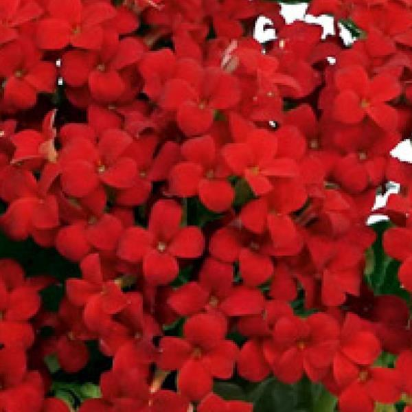 Mandala® Dark Red Kalanchoe - Bloom