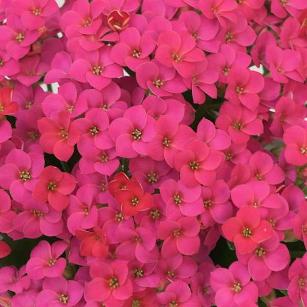 Mandala® Deep Pink Kalanchoe - Bloom