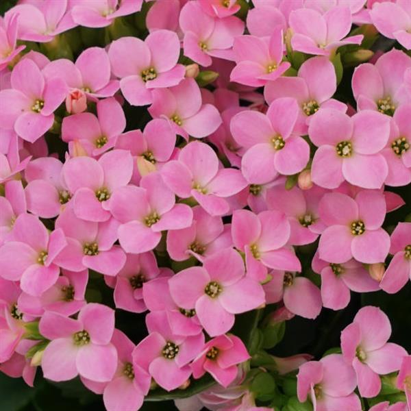 Mandala® Light Pink Kalanchoe - Bloom
