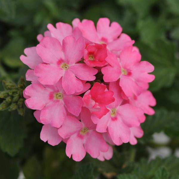 Lascar™ Pink Verbena - Bloom