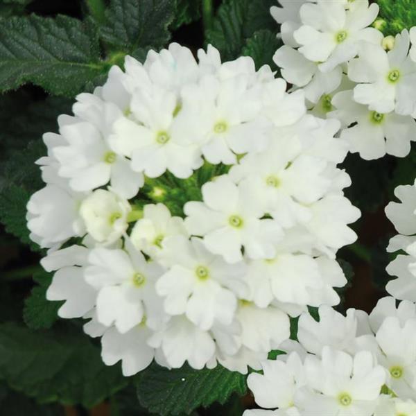 Lascar™ White Verbena - Bloom