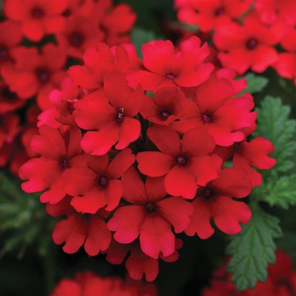 Lascar™ Dark Red Verbena - Bloom