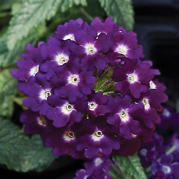 Lascar™ Dark Violet Verbena - Bloom