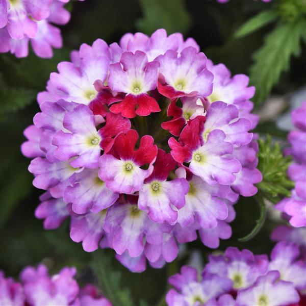 Lascar™ Purple+White Verbena - Bloom