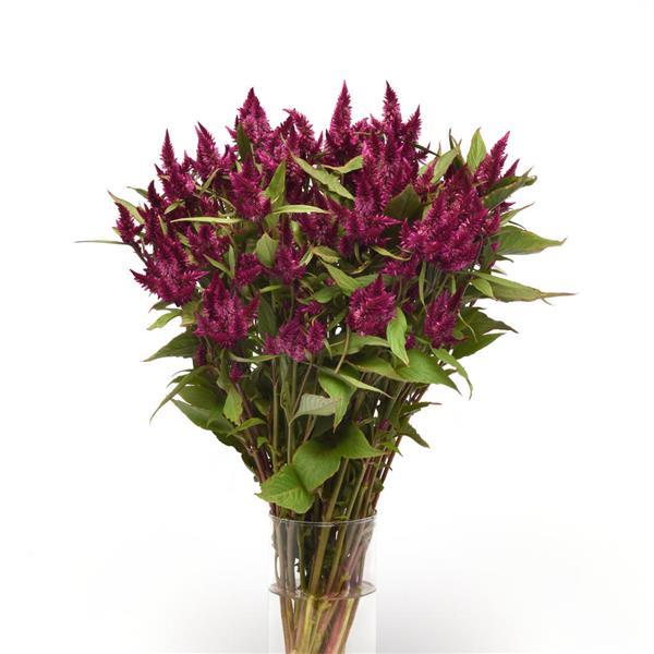 Celway™ Purple Celosia - Mono Vase, White Background
