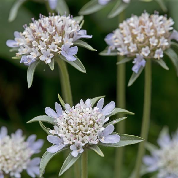 Paper Moon Scabiosa stellata - Bloom