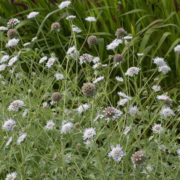 Paper Moon Scabiosa stellata - Landscape