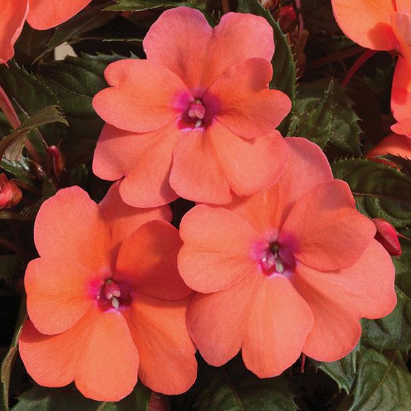 SunPatiens® Compact Coral Pink Impatiens - Bloom