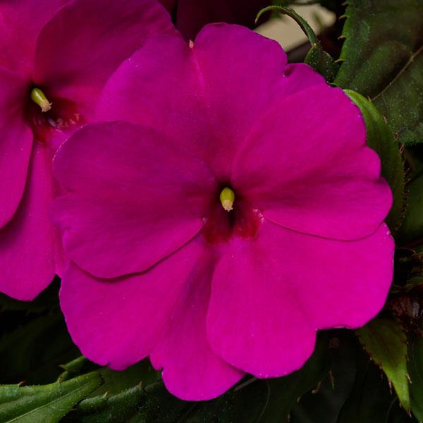 SunPatiens® Compact Purple Impatiens - Bloom