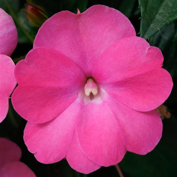 SunPatiens® Compact Hot Pink Impatiens - Bloom