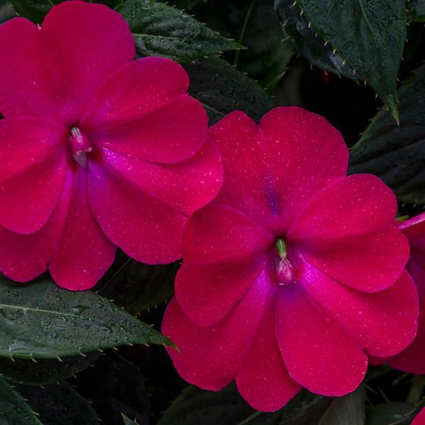 SunPatiens® Compact Rose Glow Impatiens - Bloom