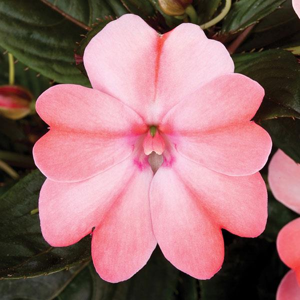 SunPatiens® Compact Blush Pink Impatiens - Bloom