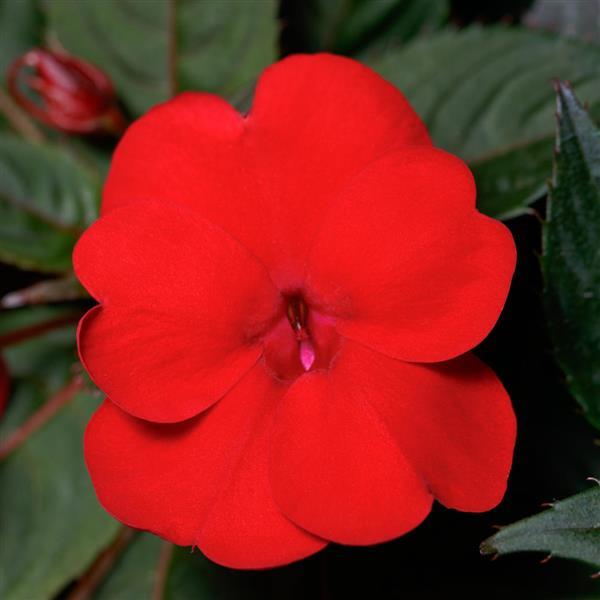 SunPatiens® Compact Deep Red Impatiens - Bloom