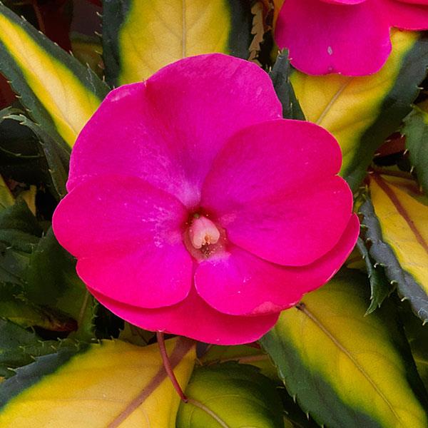 SunPatiens® Compact Tropical Rose Impatiens - Bloom