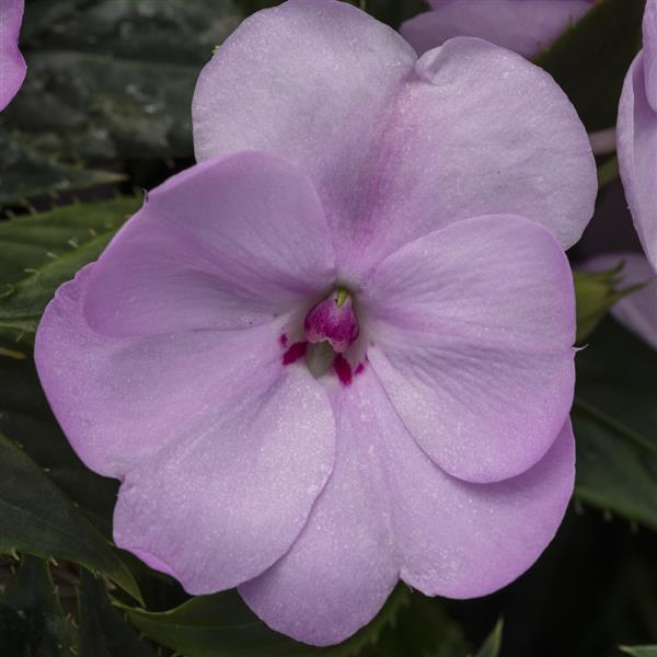 SunPatiens® Compact Orchid Blush Impatiens - Bloom