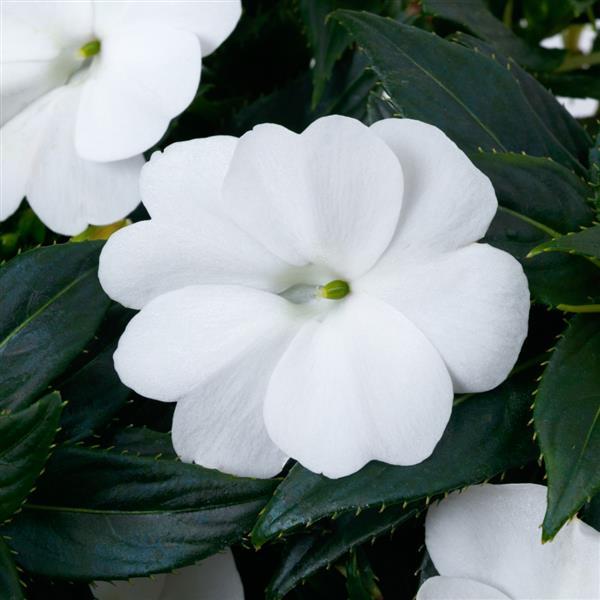 SunPatiens® Compact Classic White Impatiens - Bloom