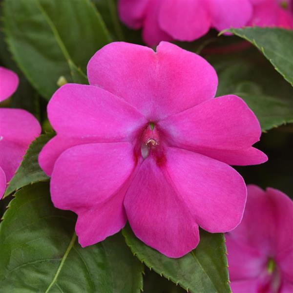 Solarscape® XL Pink Jewel Interspecific Impatiens - Bloom