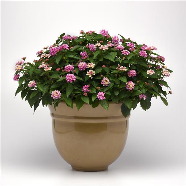 Bloomify™ Pink Lantana - Container