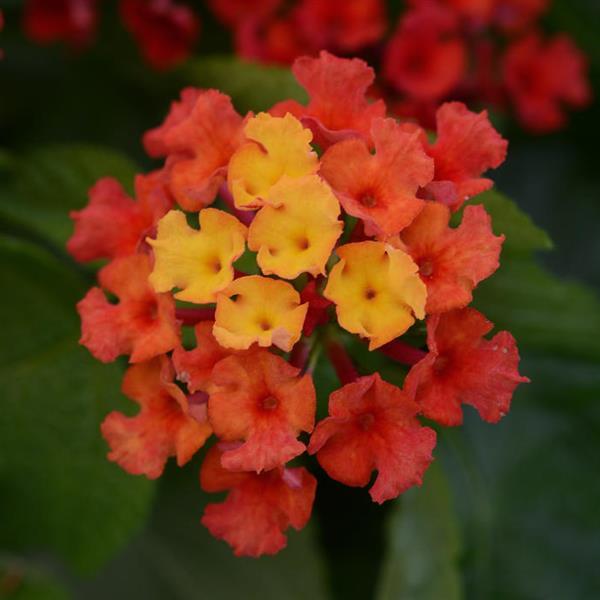 Bloomify™ Red Lantana - Bloom
