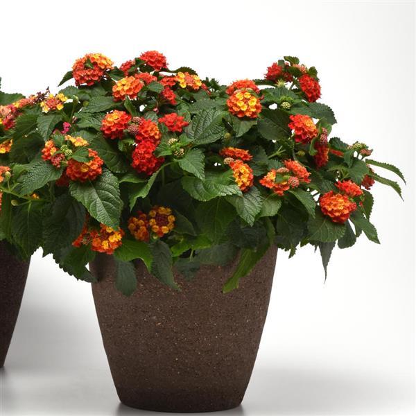 Bloomify™ Red Lantana - Container