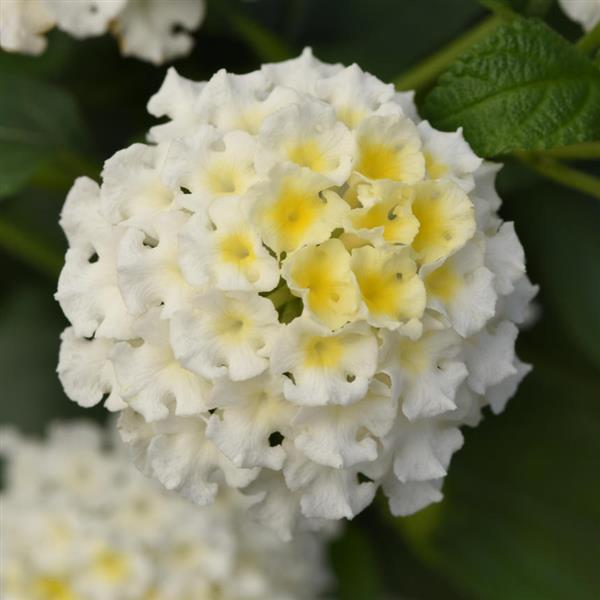 Bloomify™ White Lantana - Bloom