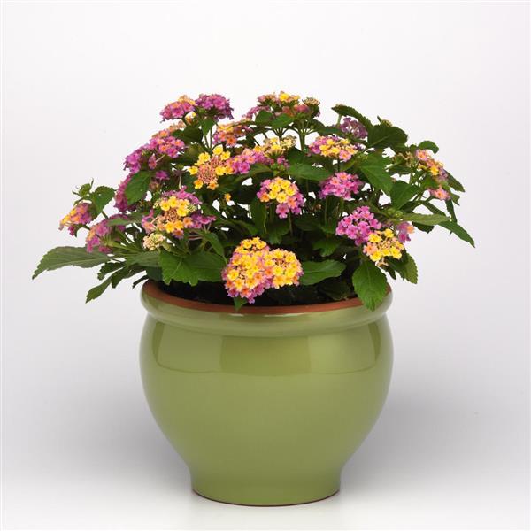 Lucky™ Pink Lantana - Container