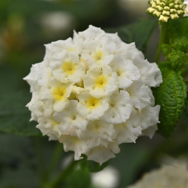 Lucky™ White Lantana - Bloom