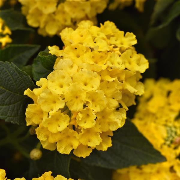 Lucky™ Yellow Lantana - Bloom
