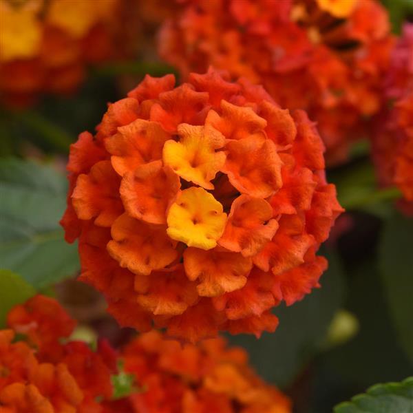 Shamrock™ Orange Flame Lantana - Bloom